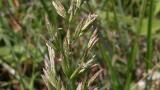 Festuca, Gramíneas anuales y perennes