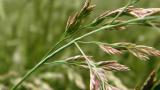 Festuca, Gramíneas anuales y perennes