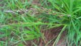 Festuca, Gramíneas anuales y perennes