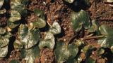 Celidonia menor, Dicotiledóneas perennes