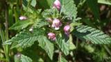 Galeopsis, Dicotiledóneas anuales