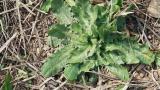 Diente de Leon, Dicotiledóneas perennes