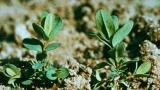 Cientoenrama, Dicotiledóneas perennes