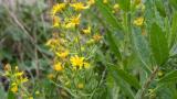 Olivarda, Dicotiledóneas perennes