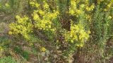 Olivarda, Dicotiledóneas perennes