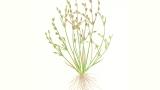 Junco, Gramíneas anuales y perennes