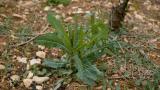 Lechuga borde, Dicotiledóneas anuales