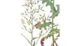 Lechuga borde, Dicotiledóneas anuales