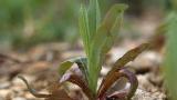 Lechuga borde, Dicotiledóneas anuales