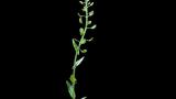 Draba, Dicotiledóneas anuales
