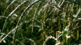 Lolium, Gramíneas anuales y perennes