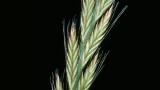 Lolium, Gramíneas anuales y perennes