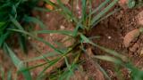 Lolium, Gramíneas anuales y perennes