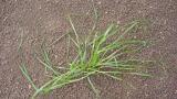 Lolium, Gramíneas anuales y perennes