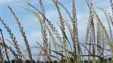 Lolium, Gramíneas anuales y perennes