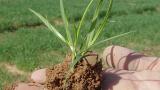 Lolium, Gramíneas anuales y perennes
