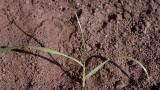 Lolium, Gramíneas anuales y perennes