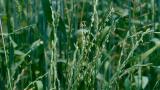 Lolium, Gramíneas anuales y perennes