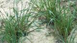 Lolium, Gramíneas anuales y perennes