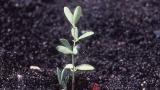 Afaca, Dicotiledóneas perennes