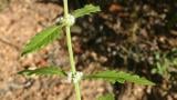 hierba de lobo, Dicotiledóneas perennes