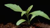 hierba de lobo, Dicotiledóneas perennes