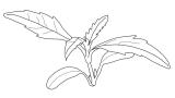 hierba de lobo, Dicotiledóneas perennes