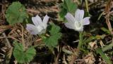 Malva enana, Dicotiledóneas anuales