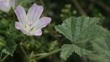 Malva enana, Dicotiledóneas anuales