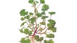Malva enana, Dicotiledóneas perennes