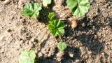 Malva enana, Dicotiledóneas perennes
