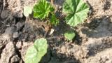 Malva enana, Dicotiledóneas anuales