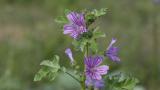 Malva común, Dicotiledóneas perennes