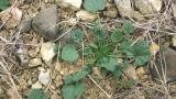 Malva común, Dicotiledóneas perennes