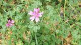 Malva común, Dicotiledóneas perennes