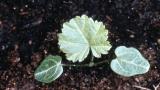 Malva común, Dicotiledóneas perennes