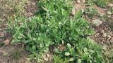 Collejas, Dicotiledóneas perennes