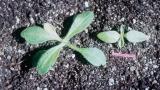 Collejas, Dicotiledóneas perennes