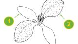 Collejas, Dicotiledóneas perennes