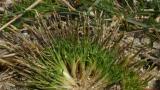 Molineriella , Gramíneas anuales y perennes