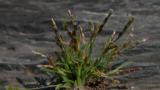 Molineriella , Gramíneas anuales y perennes