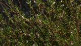 Abreojos, Dicotiledóneas perennes