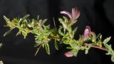 Abreojos, Dicotiledóneas perennes