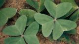 Quitatinta, Dicotiledóneas perennes
