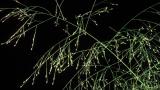 Pelillo brujo, Gramíneas anuales y perennes