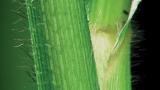 Pelillo brujo, Gramíneas anuales y perennes