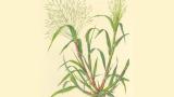 Pelillo brujo, Gramíneas anuales y perennes