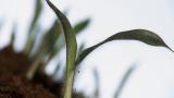Mijo, Gramíneas anuales y perennes