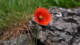 Amapolas macho, Dicotiledóneas anuales
