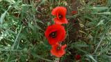 Amapola, Dicotiledóneas anuales